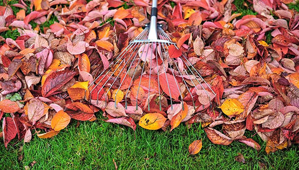 Raking leaves